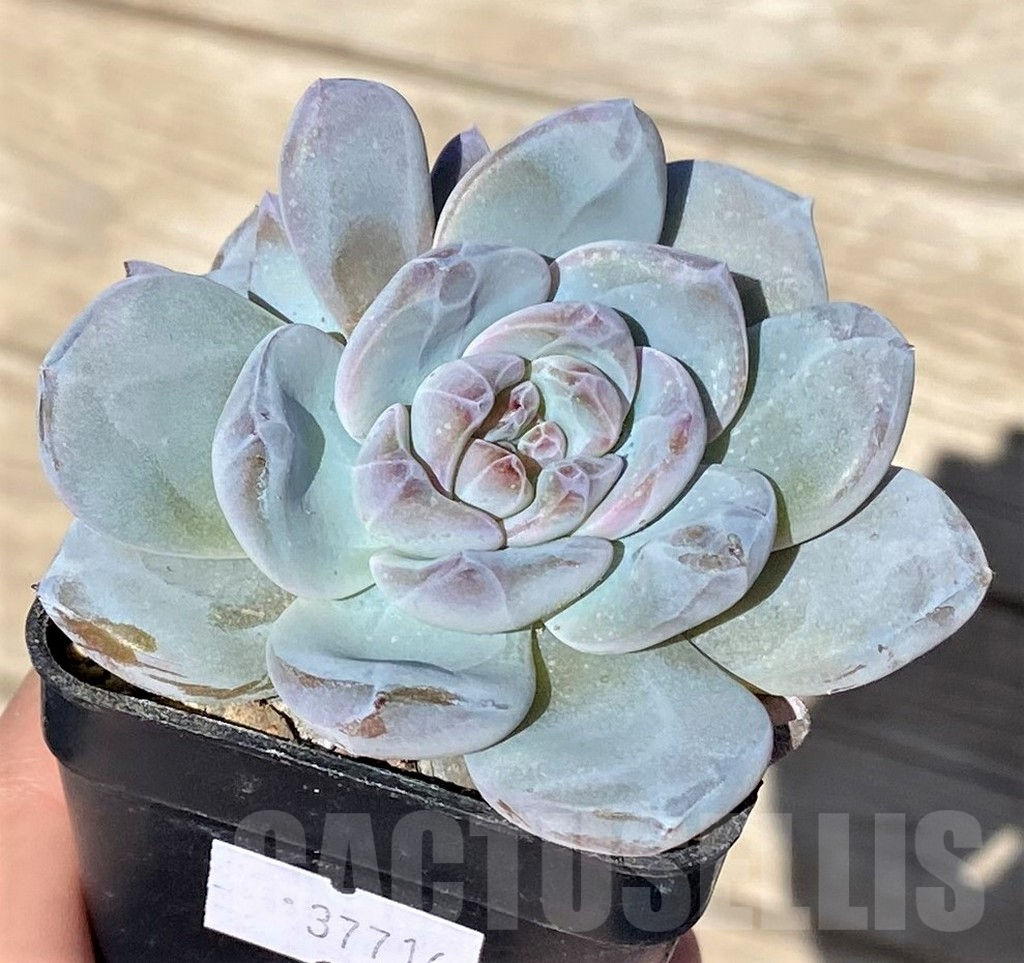 SHPR37716 Echeveria 'Orange Monroe' - 画像 (2)