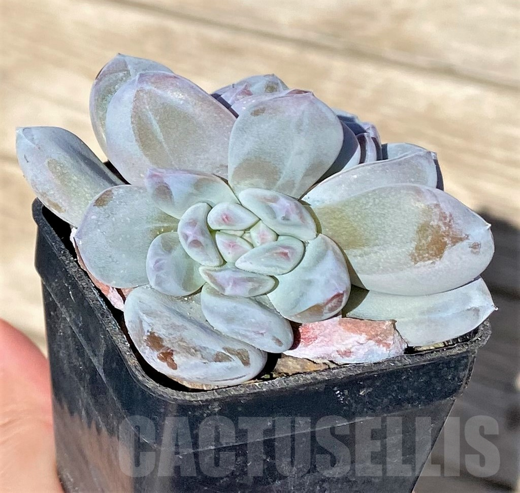 SHPR37716 Echeveria 'Orange Monroe' - 画像 (3)