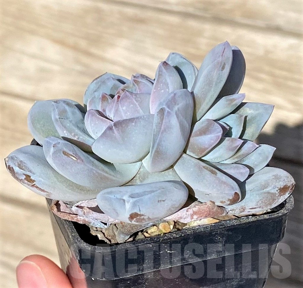 SHPR37716 Echeveria 'Orange Monroe' - 画像 (4)