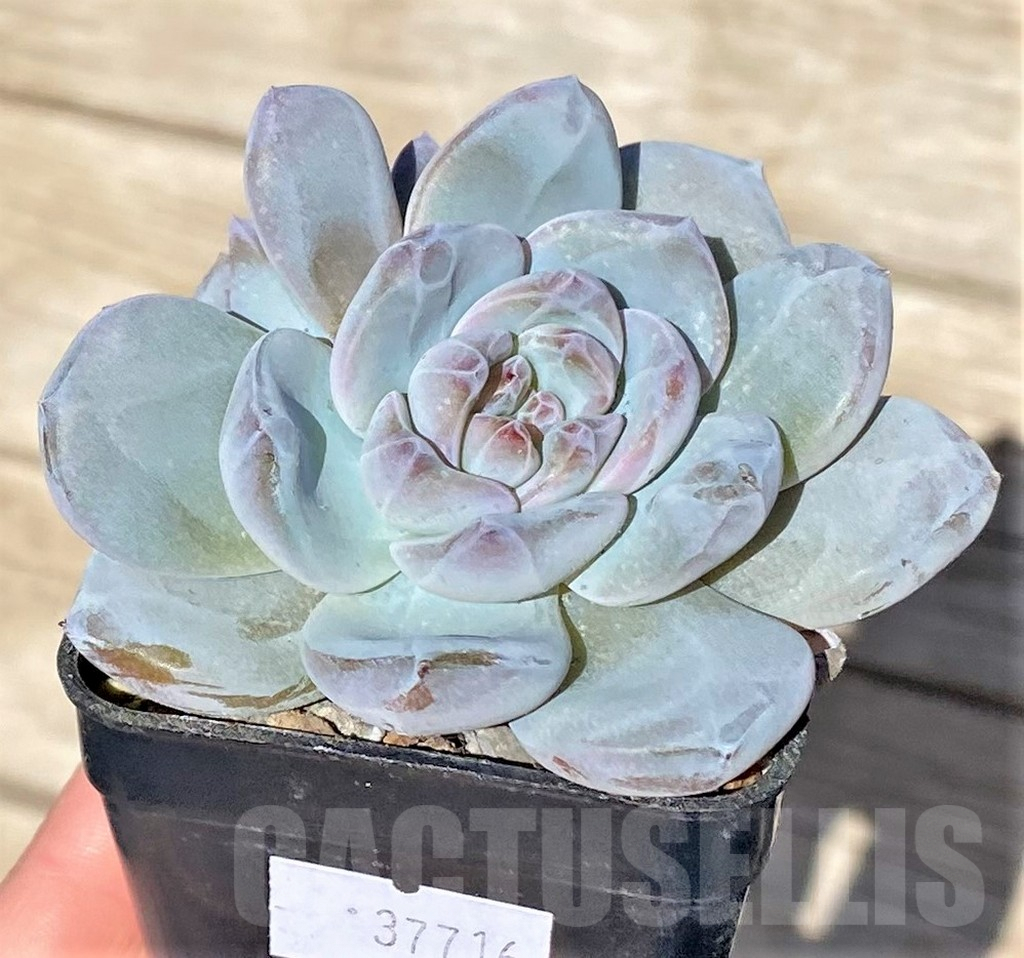 SHPR37716 Echeveria 'Orange Monroe'