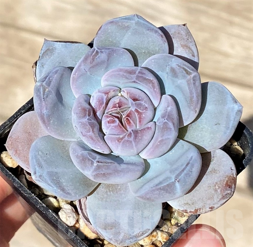 SHPR37717 Echeveria 'Orange Monroe'