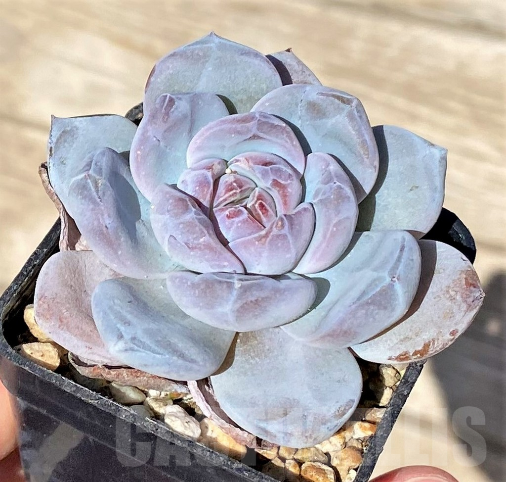 SHPR37717 Echeveria 'Orange Monroe' - Image 2