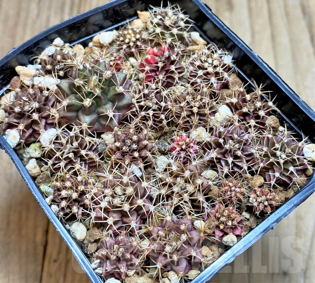 SHPR37658 Gymnocalycium mihanovichii f. variegata - Image 2