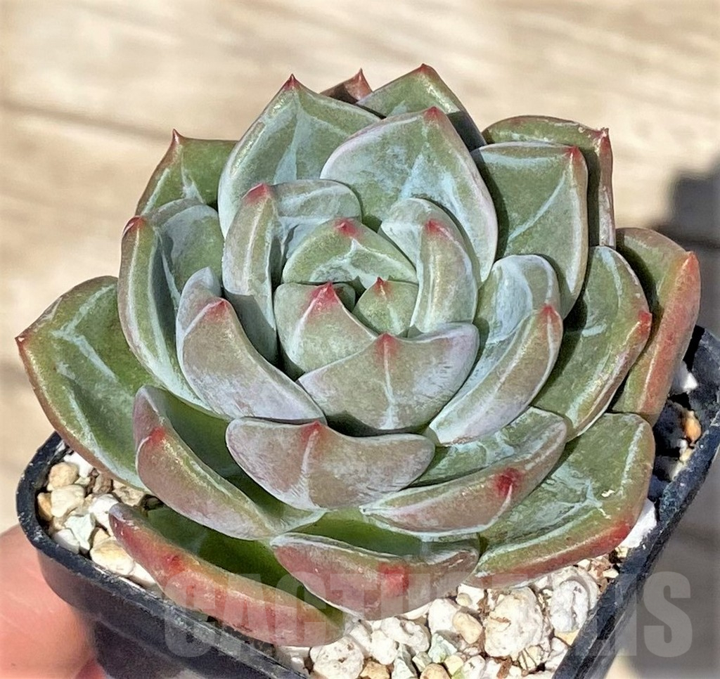 SHPR37718 Echeveria 'Pink Champagne' - Image 2