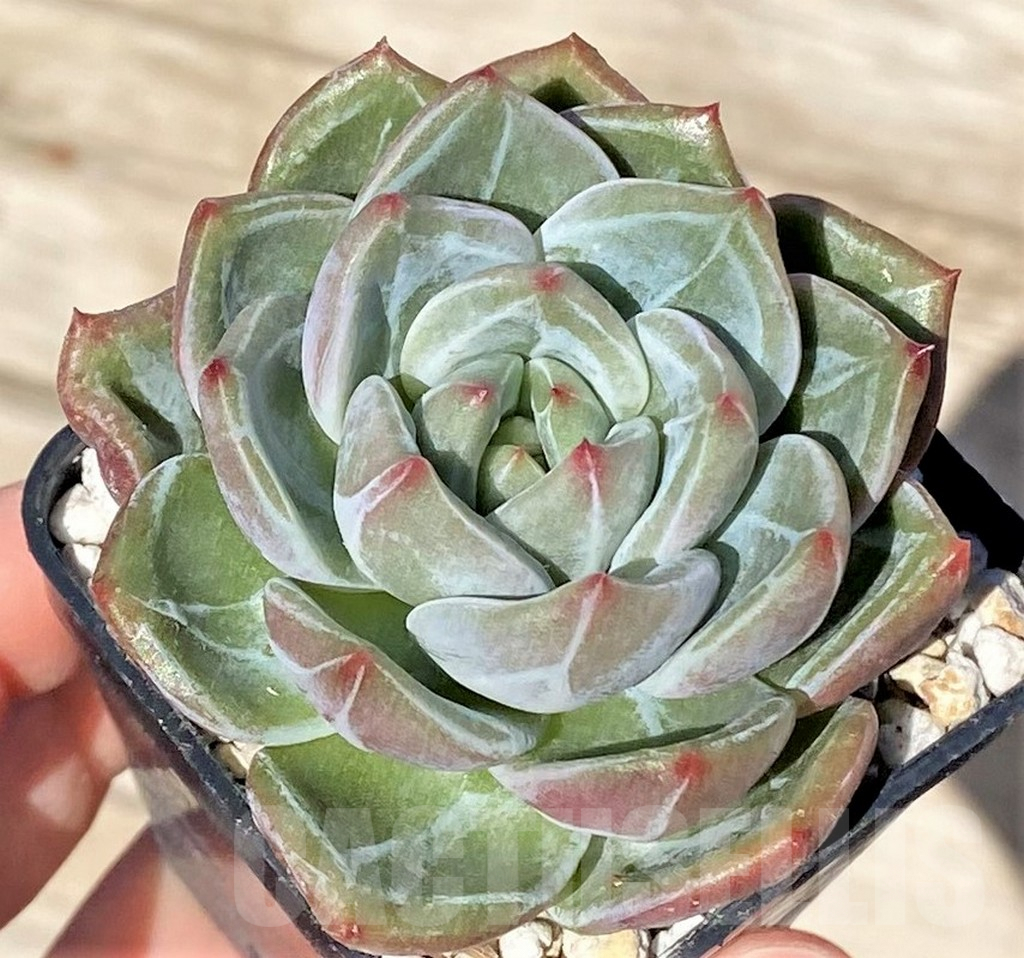 SHPR37718 Echeveria 'Pink Champagne'