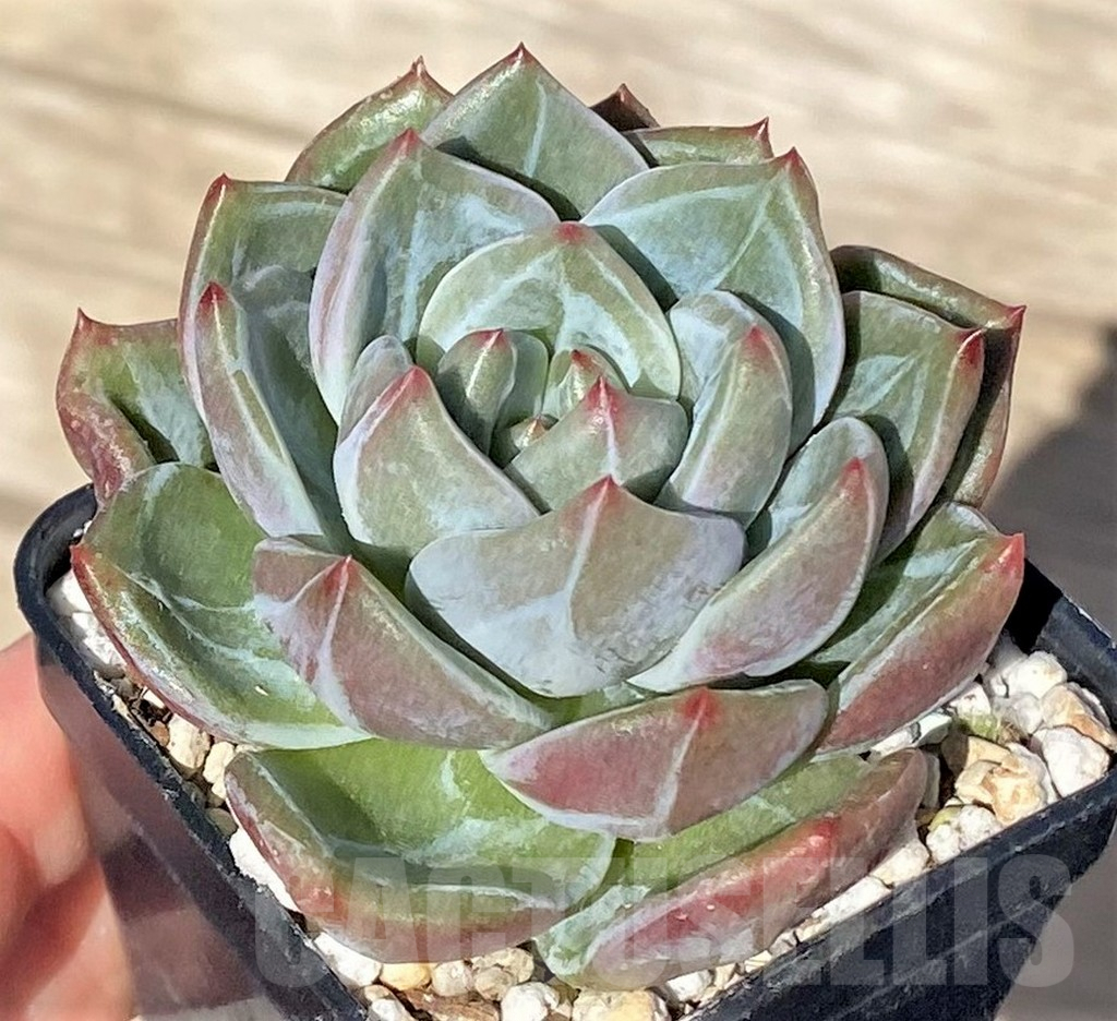 SHPR37718 Echeveria 'Pink Champagne' - Image 3
