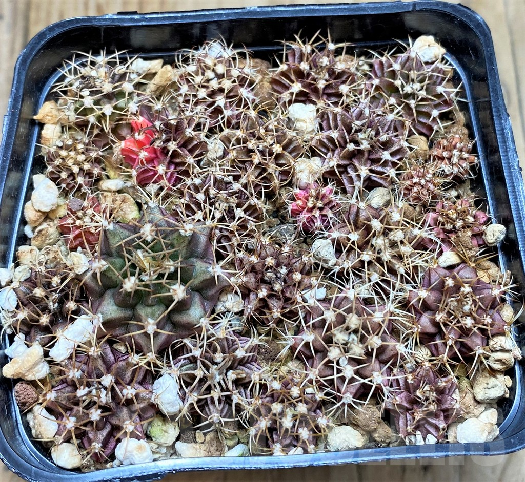 SHPR37658 Gymnocalycium mihanovichii f. variegata