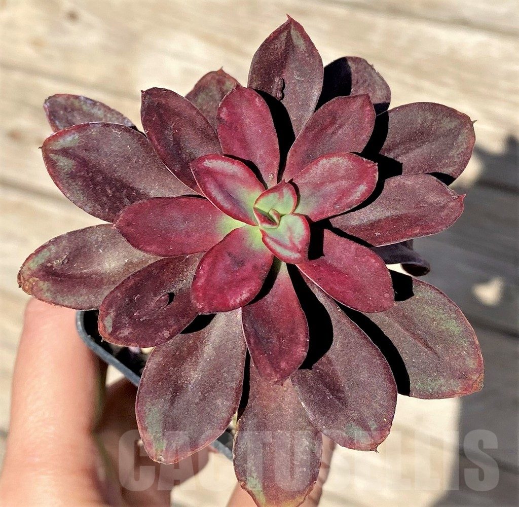 SHPR37721 Echeveria nodulosa with bumps