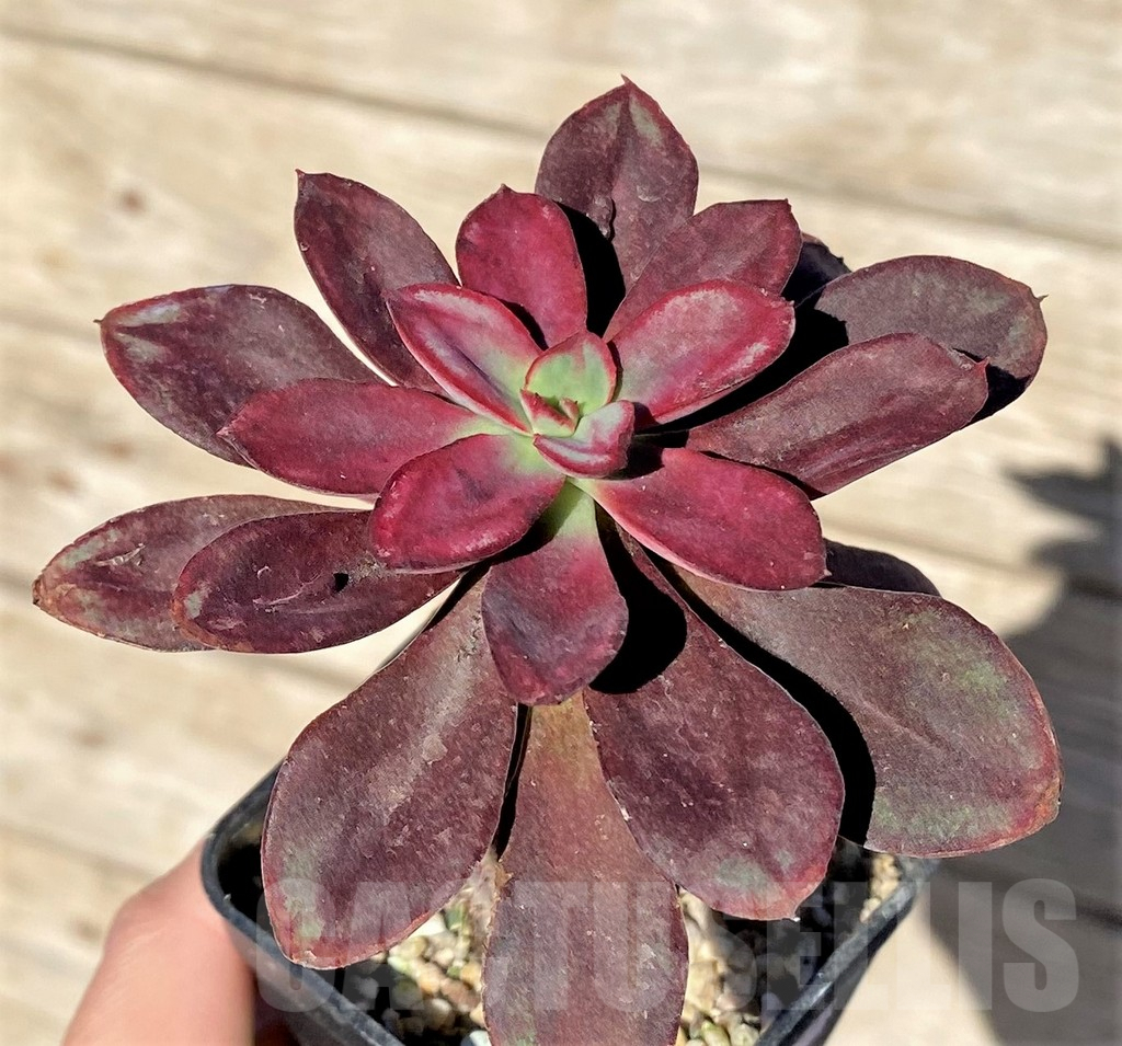 SHPR37721 Echeveria nodulosa with bumps - immagine 2