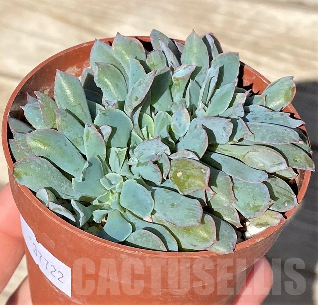 SHPR37722 Echeveria 'Trumpet Pinky' f. cristata - Image 3