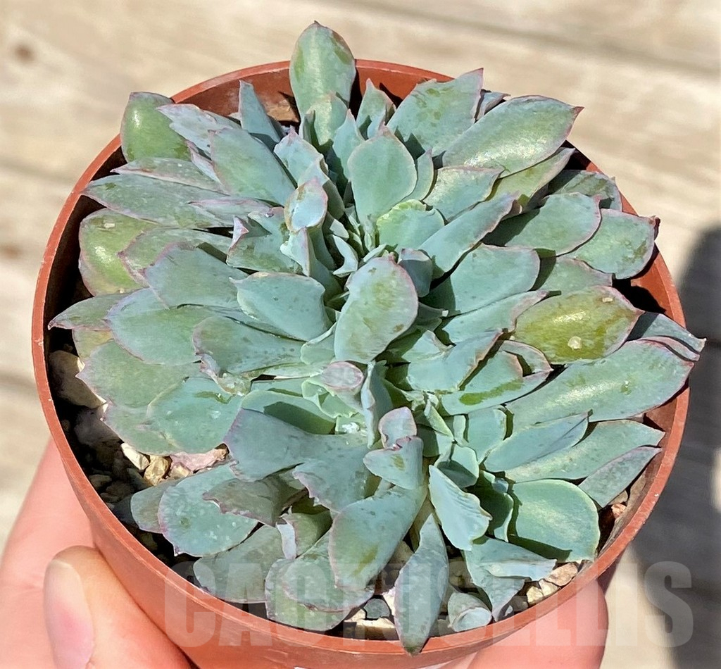 SHPR37722 Echeveria 'Trumpet Pinky' f. cristata - Image 2