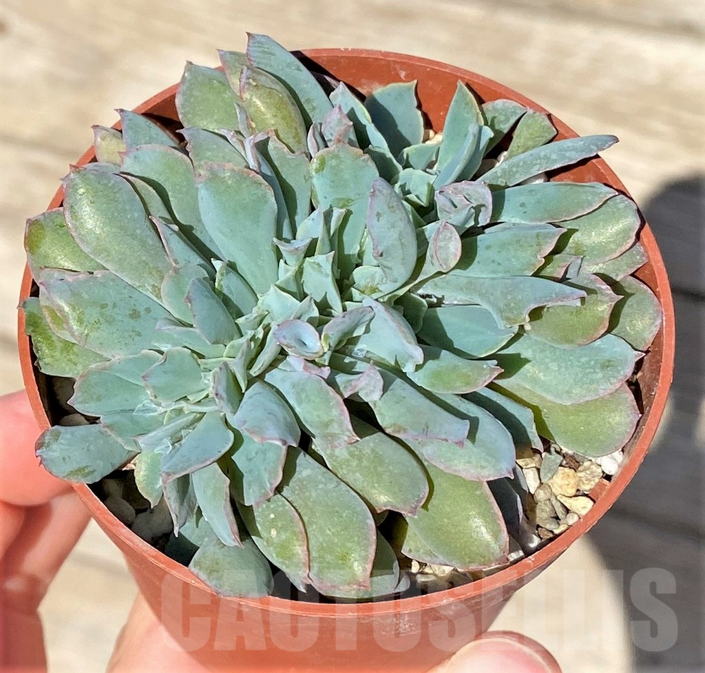 SHPR37722 Echeveria 'Trumpet Pinky' f. cristata
