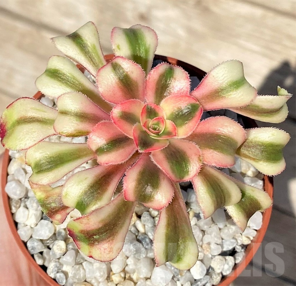 SHPR37723 Aeonium sp.