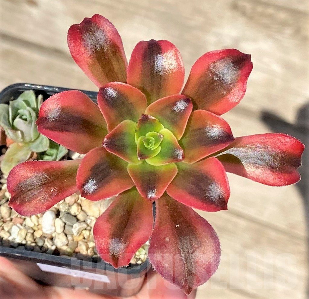 SHPR37725 Aeonium sp.