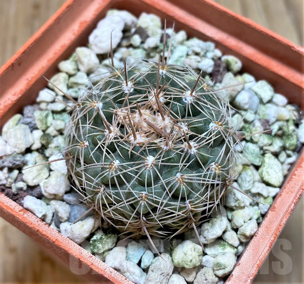 SHPR37659 Gymnocalycium bruchii GN255-81 - 画像 (2)