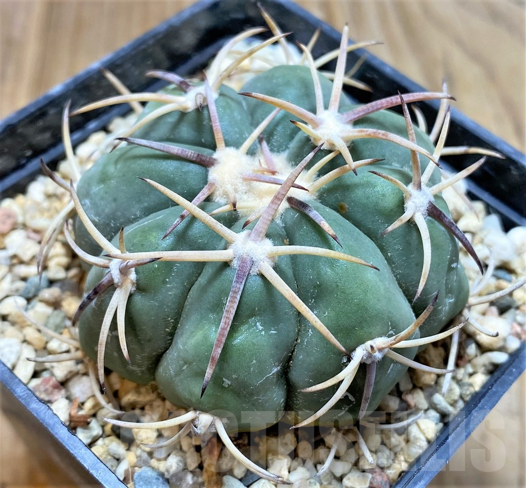 SHPR37653 Echinocactus horizonthalonius RC377 - Imagen 2