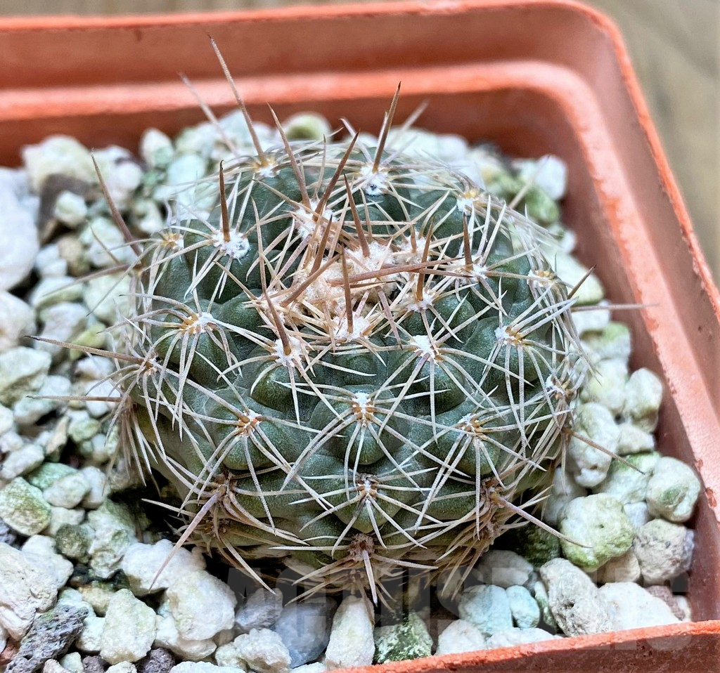 SHPR37659 Gymnocalycium bruchii GN255-81