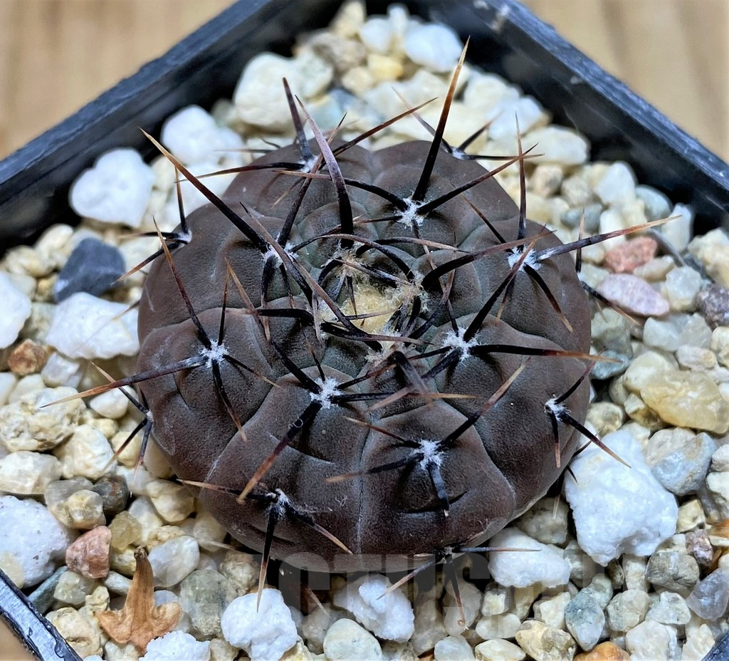 SHPR37660 Gymnocalycium esperanzae VG1306