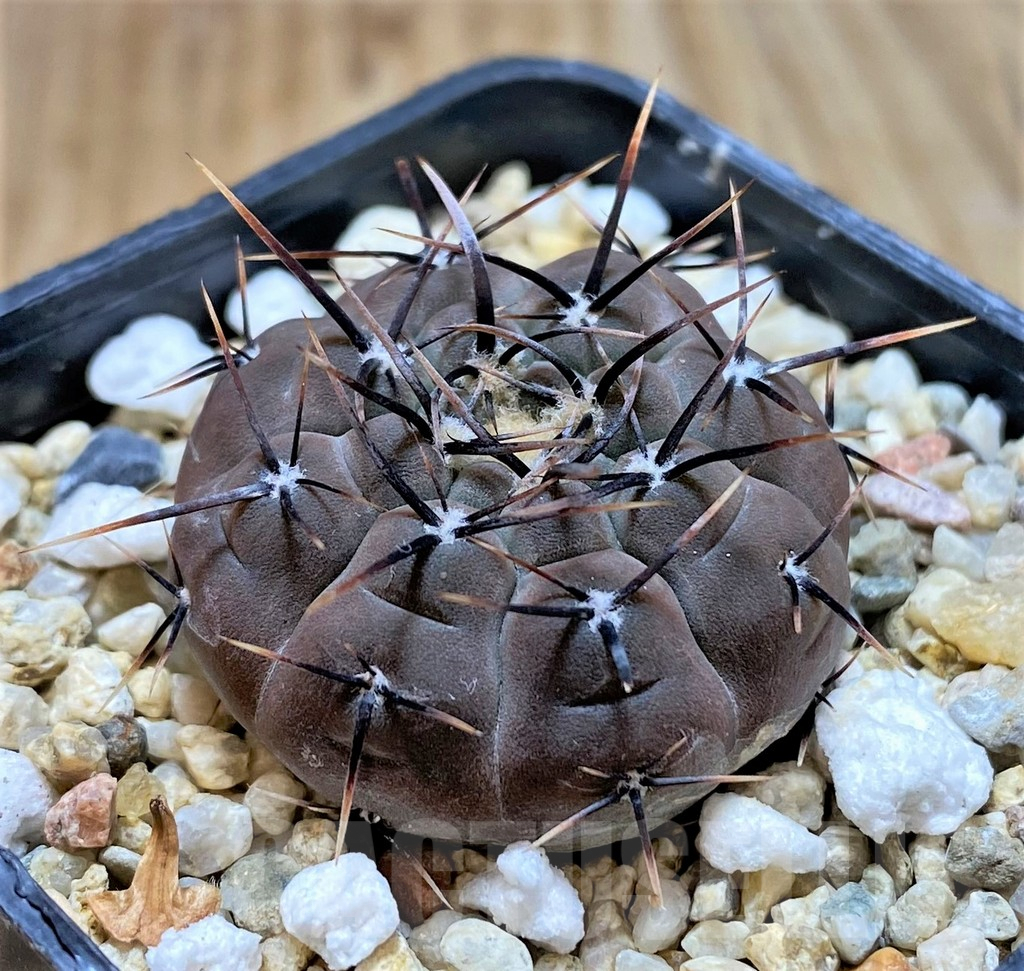 SHPR37660 Gymnocalycium esperanzae VG1306 - Image 2