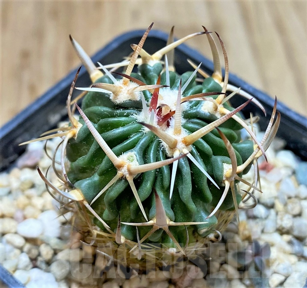 SHPR37663 Stenocactus pentacanthus