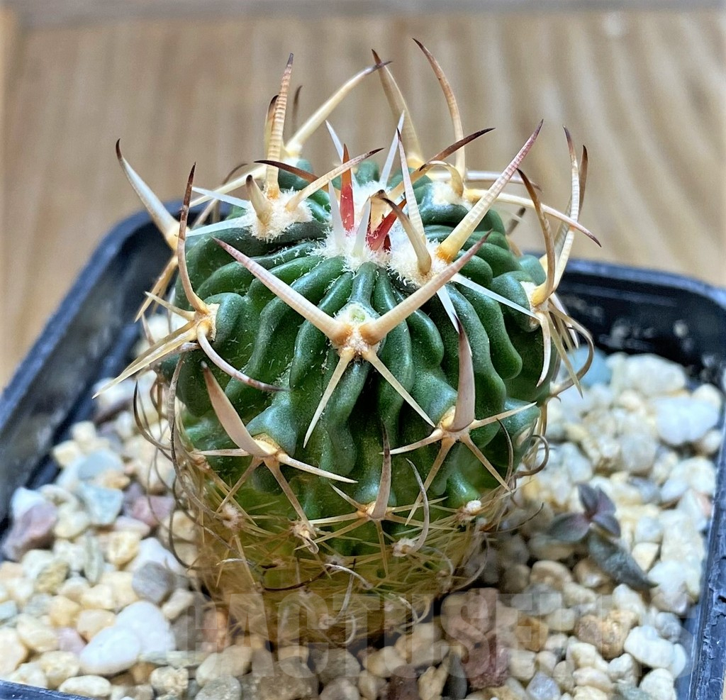 SHPR37663 Stenocactus pentacanthus - Image 2