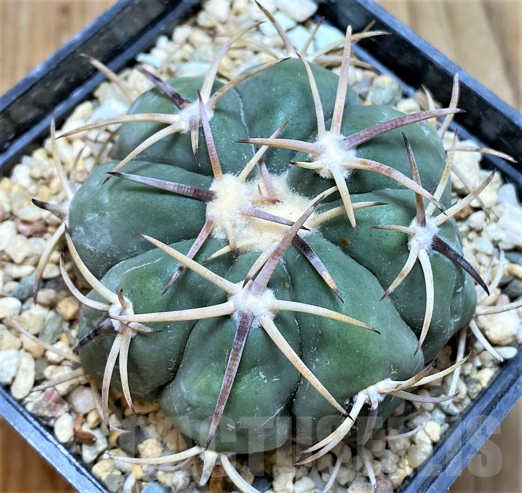 SHPR37653 Echinocactus horizonthalonius RC377