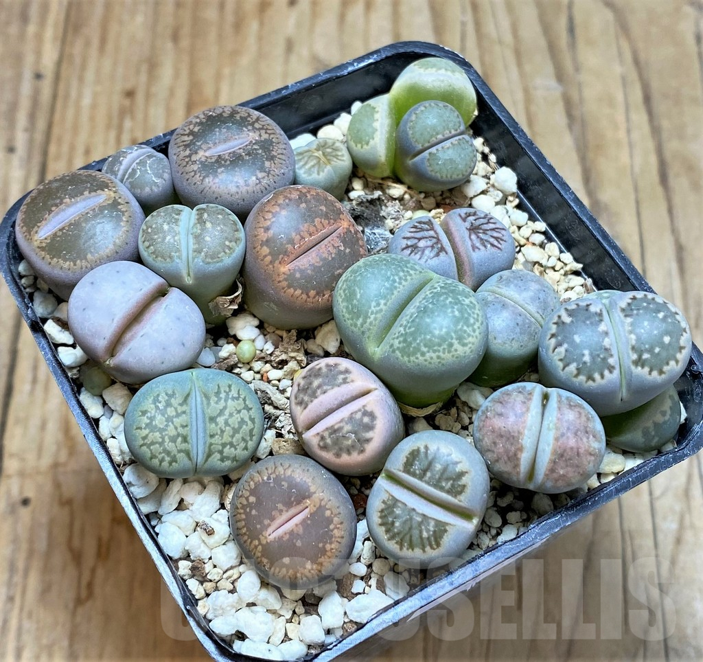 SHPR37666 Lithops mix - Image 2