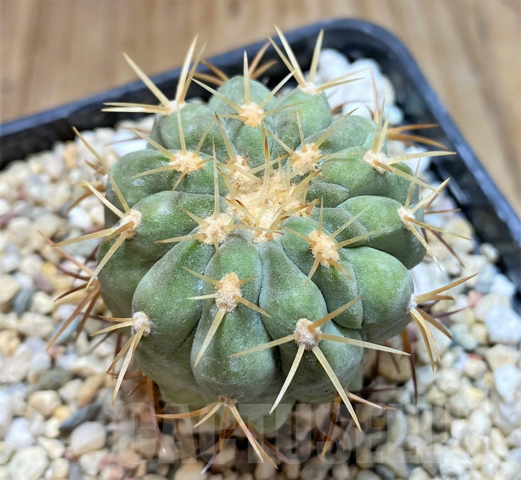 SHPR37654 Copiapoa cinerea v. columna-alba