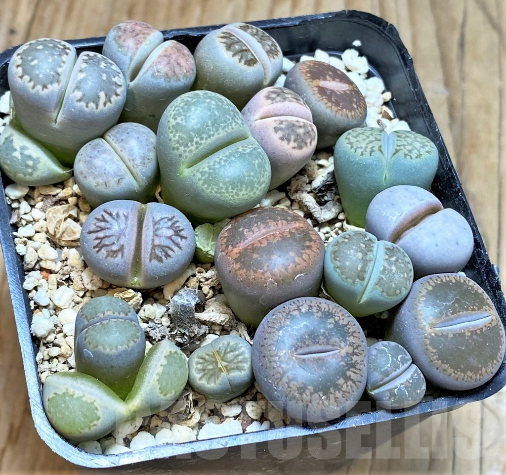SHPR37666 Lithops mix