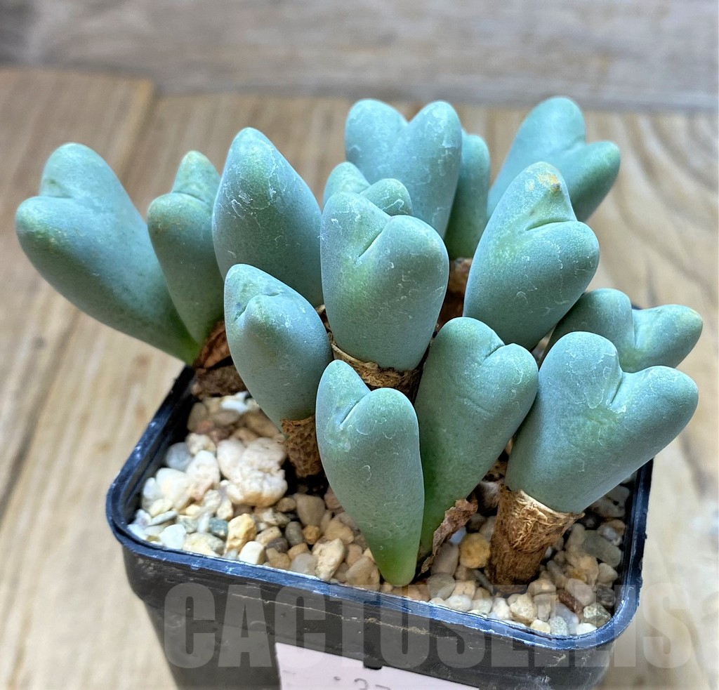 SHPR37667 Conophytum frutescens - Image 2