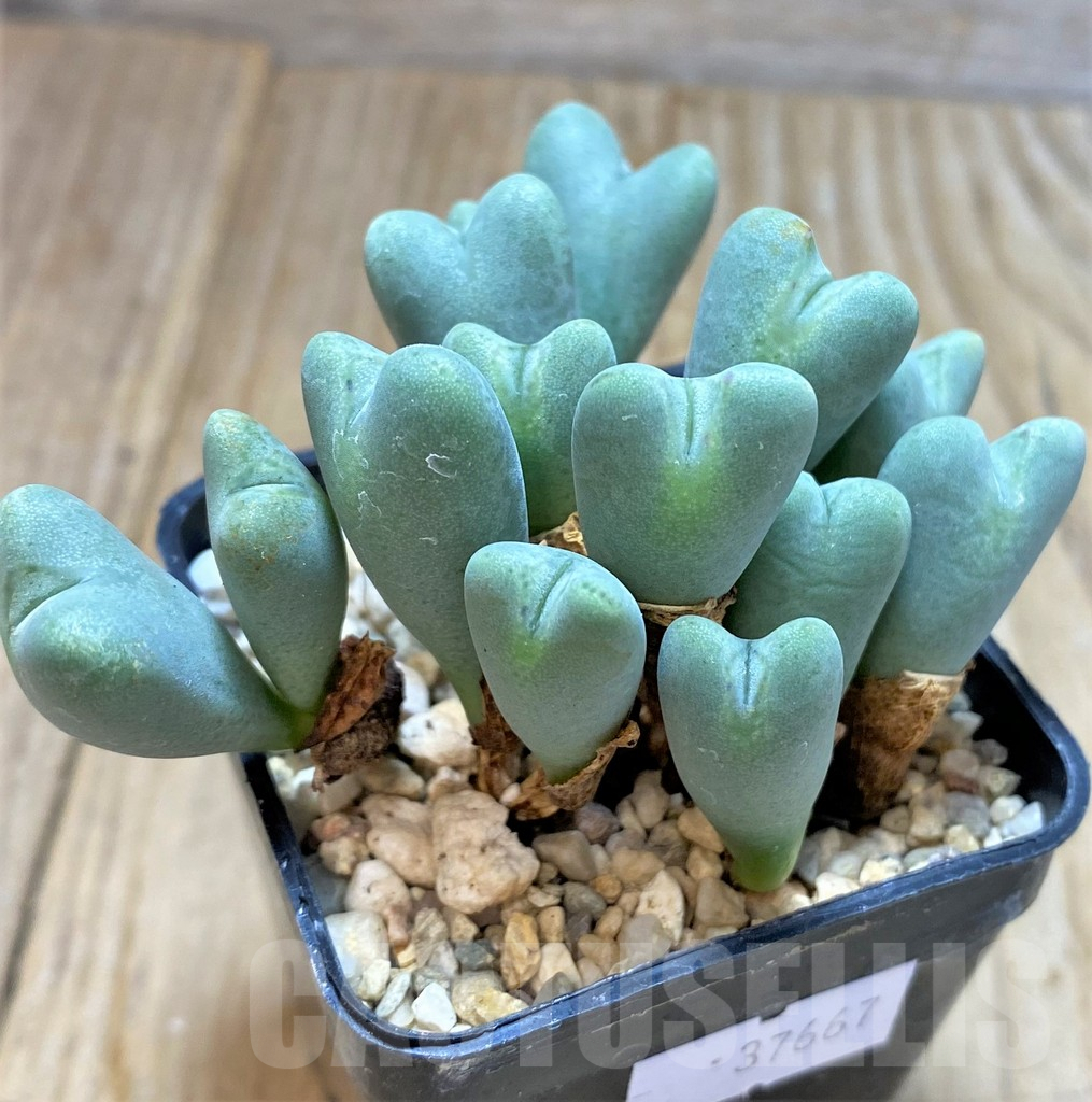 SHPR37667 Conophytum frutescens