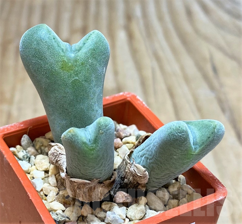 SHPR37668 Conophytum frutescens