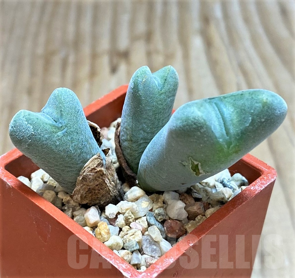 SHPR37668 Conophytum frutescens - Image 2