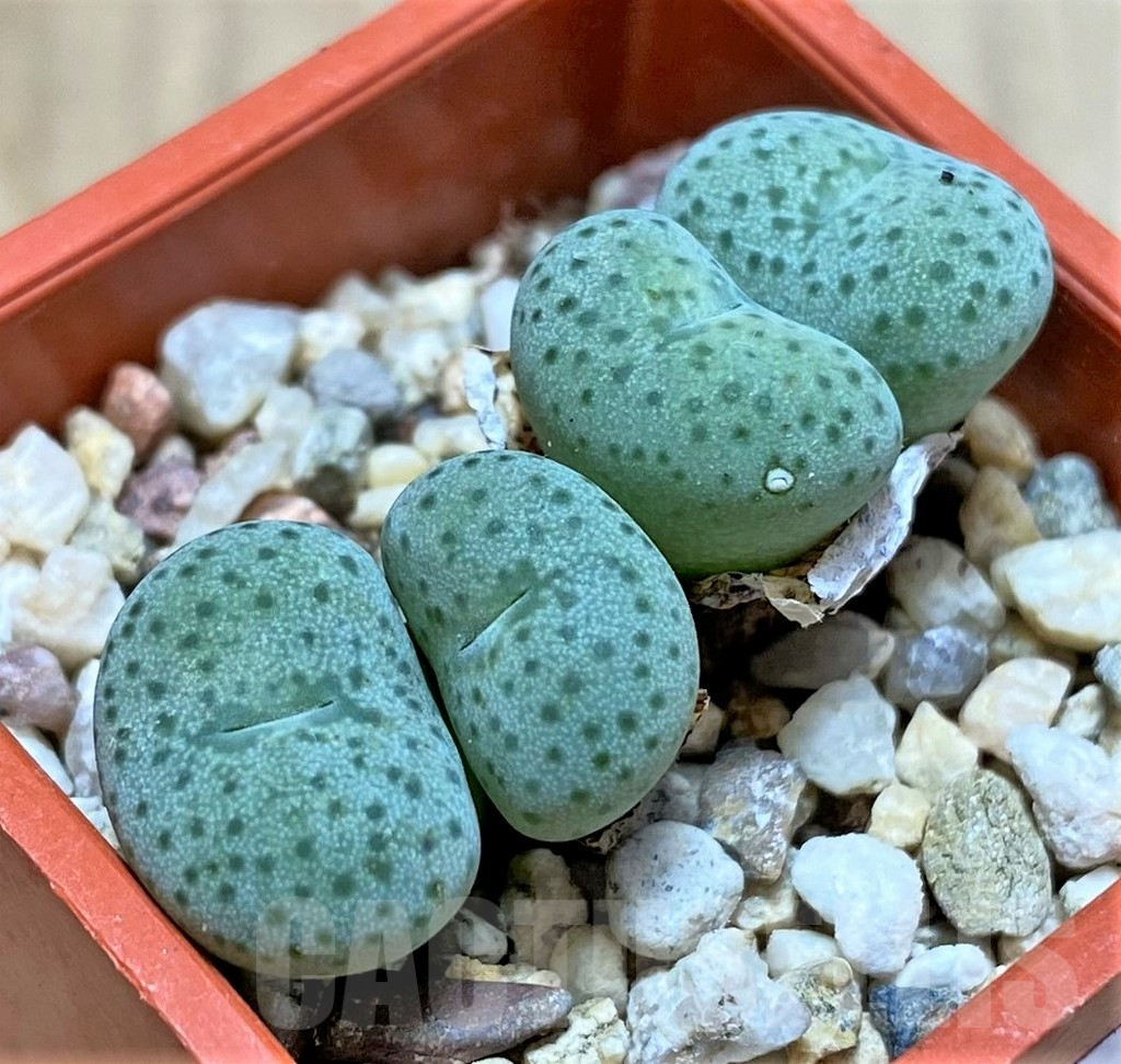 SHPR37669 Conophytum gratum jacobsenianum - Imagen 2