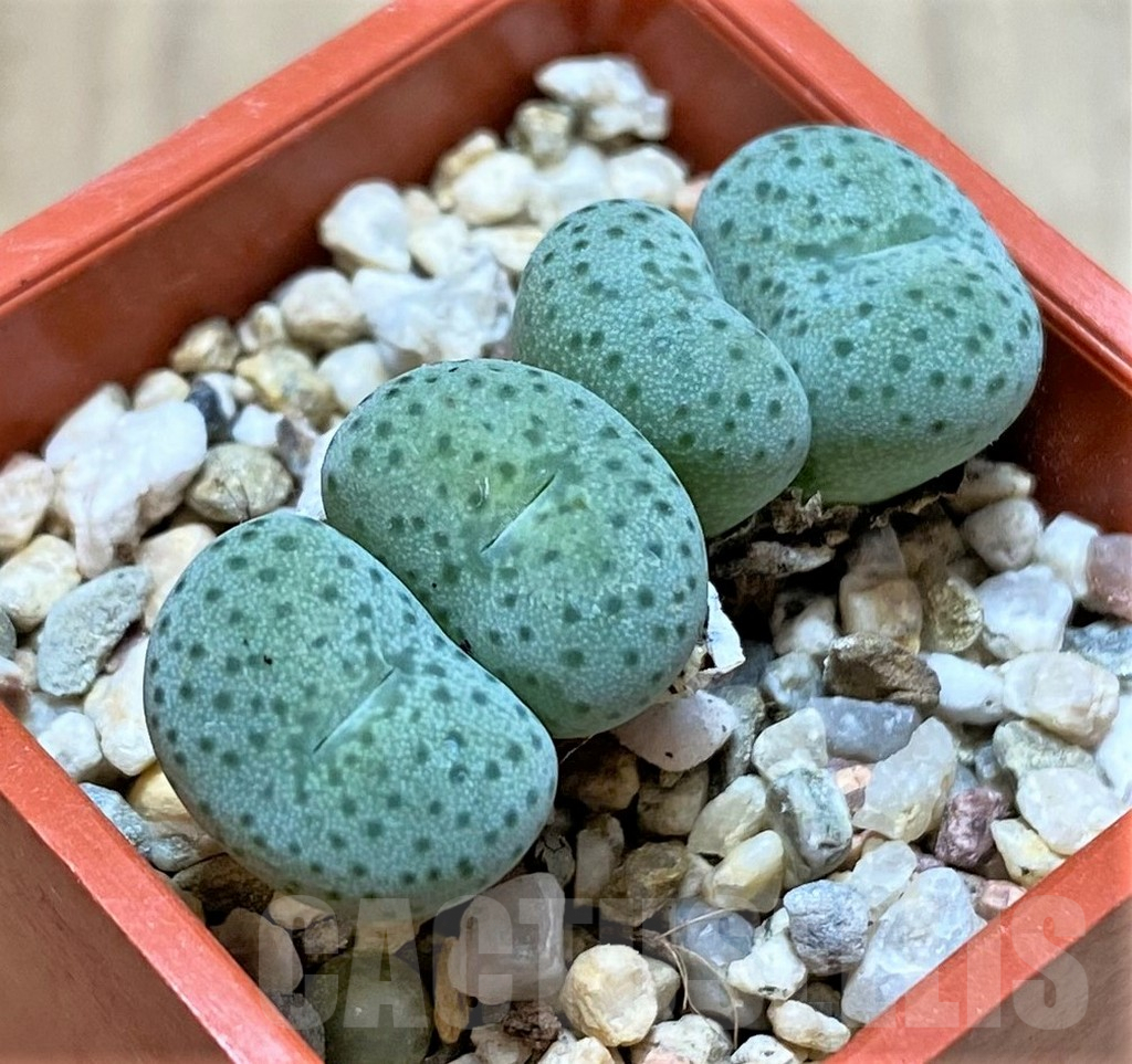 SHPR37669 Conophytum gratum jacobsenianum
