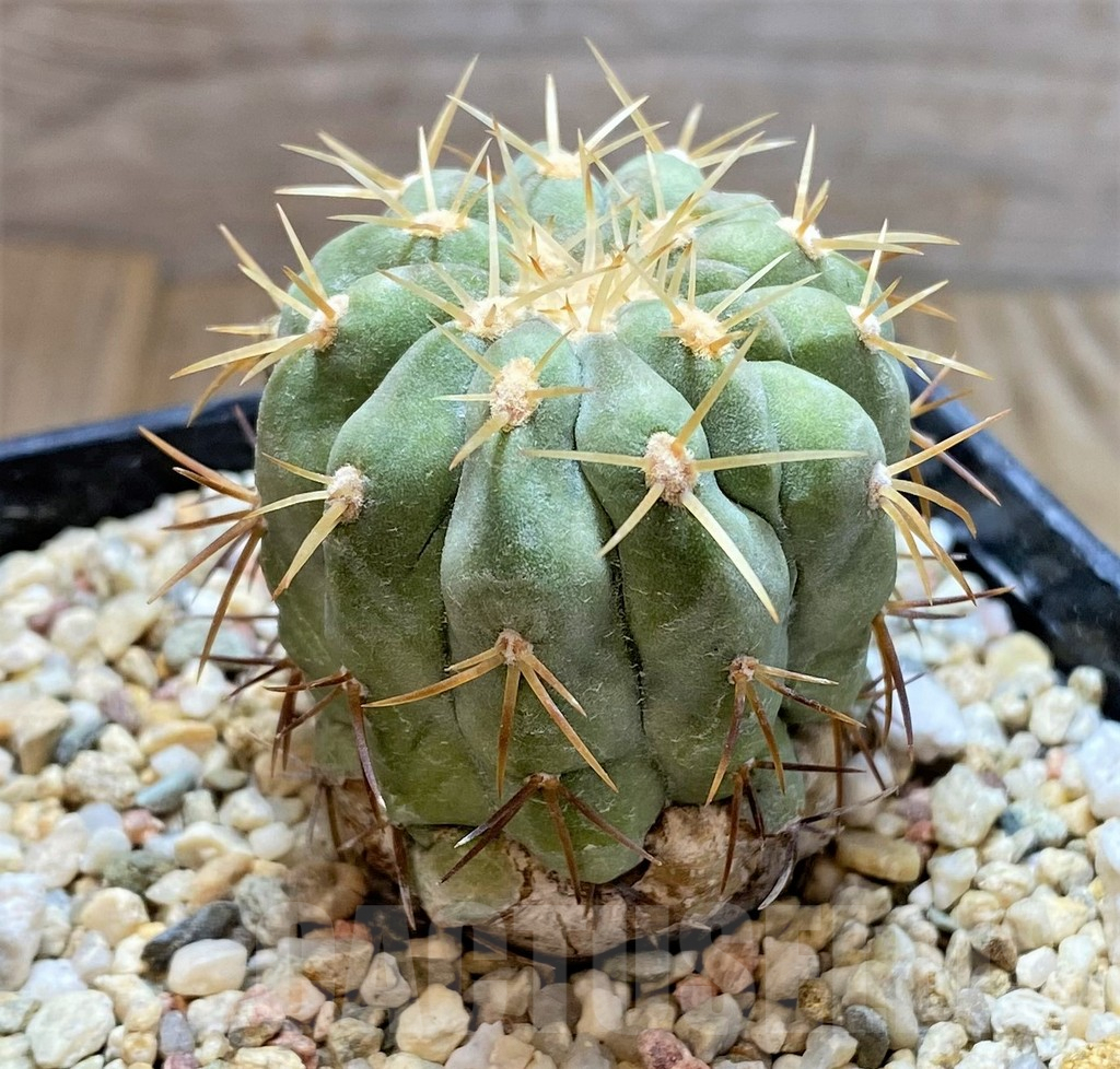 SHPR37654 Copiapoa cinerea v. columna-alba - Imagen 2