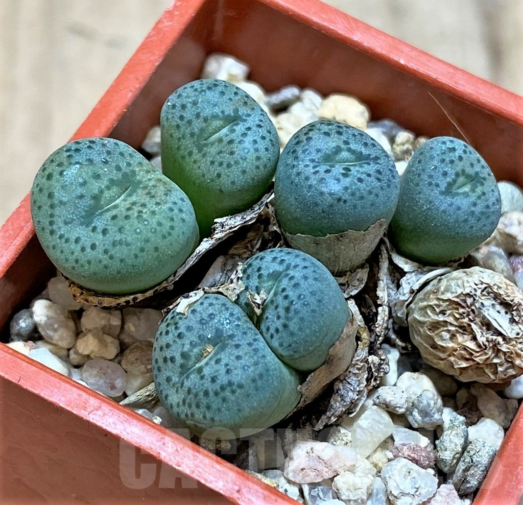 SHPR37670 Conophytum wettsteinii