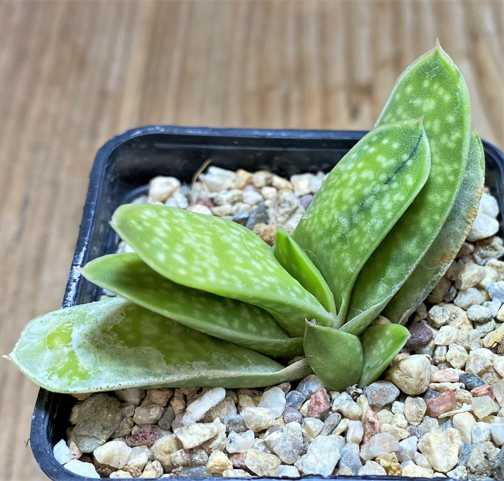 SHPR37671 Gasteria 'Sakura Fuji' - Imagen 2