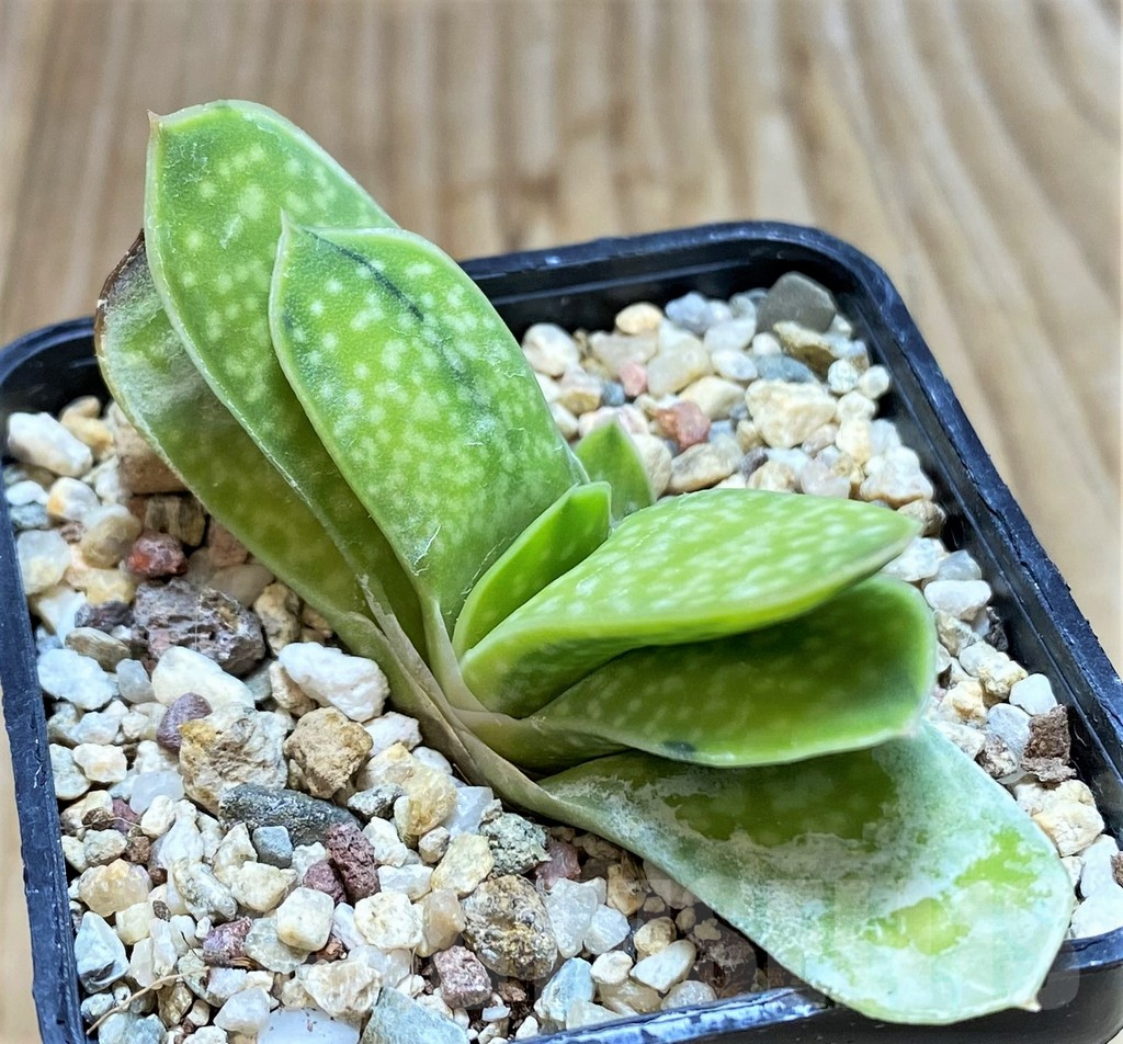 SHPR37671 Gasteria 'Sakura Fuji'