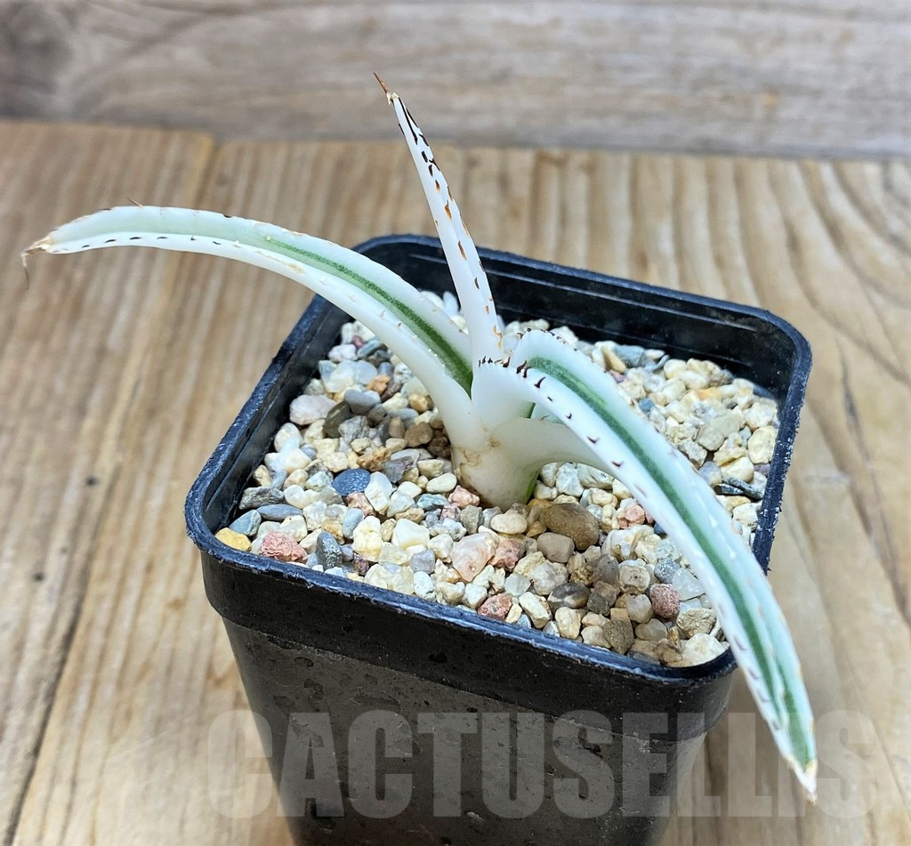 SHPR37673 Agave victoriae-reginae 'White Rhino'