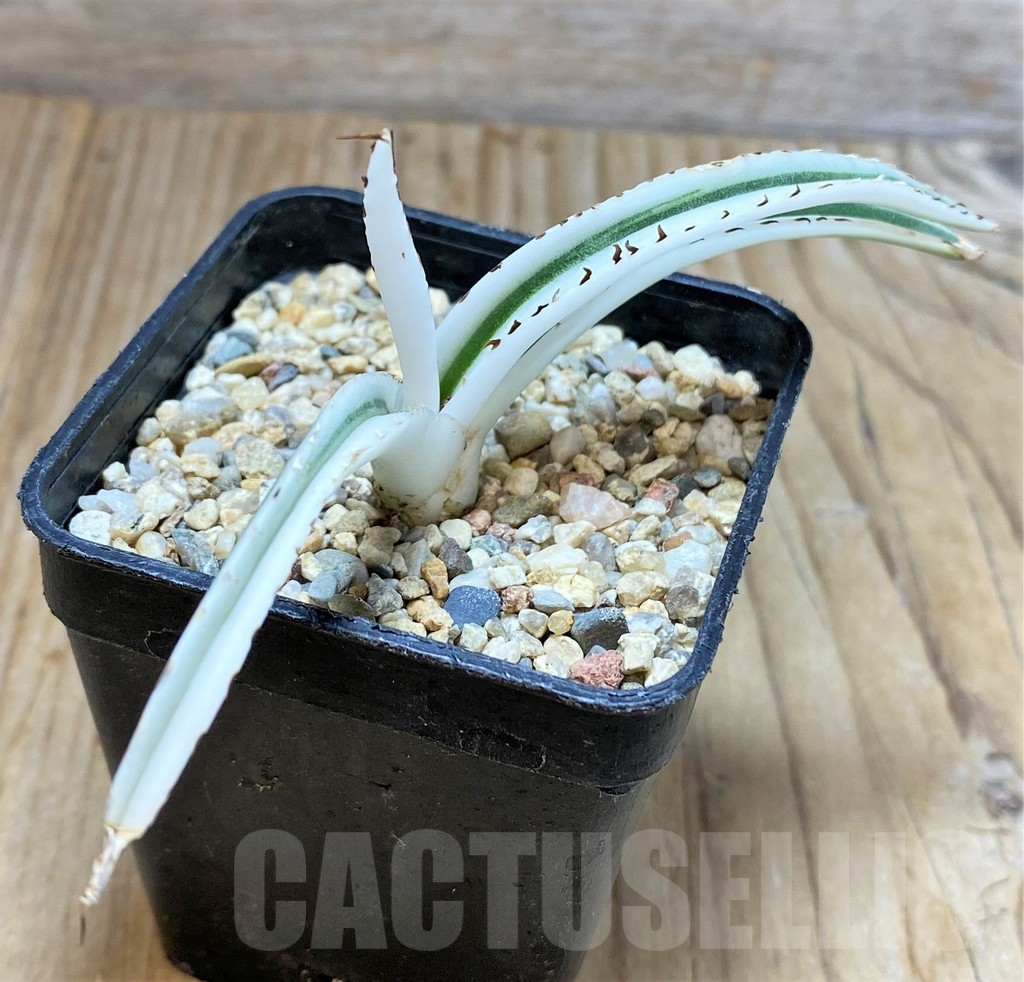 SHPR37673 Agave victoriae-reginae 'White Rhino' - Image 2