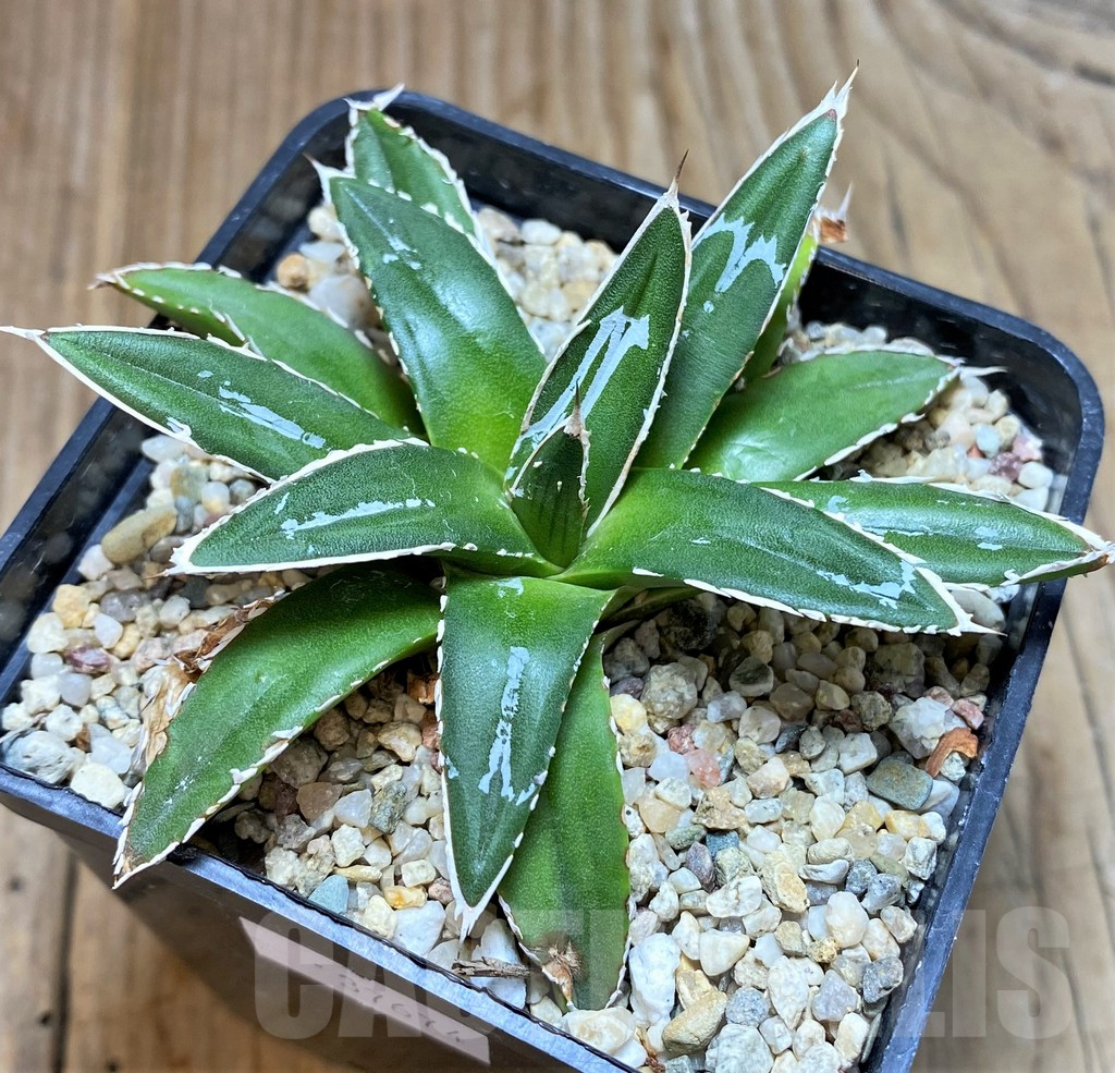 SHPR37674 Agave victoriae-reginae 'Himeson-no-yuki'