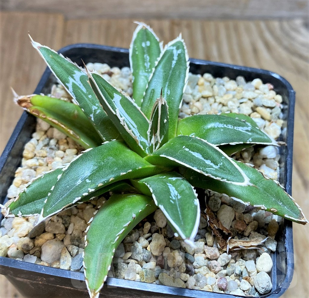 SHPR37674 Agave victoriae-reginae 'Himeson-no-yuki' - immagine 2