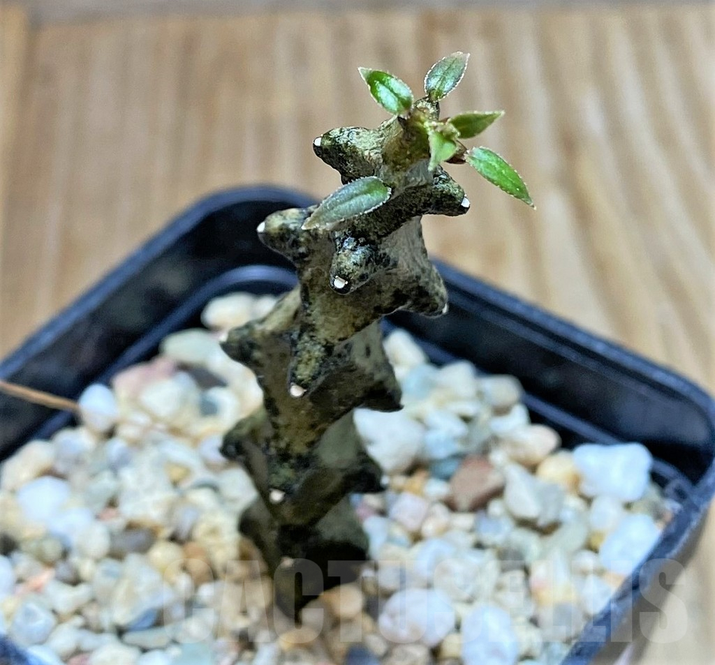 SHPR37675 Ceropegia armandii