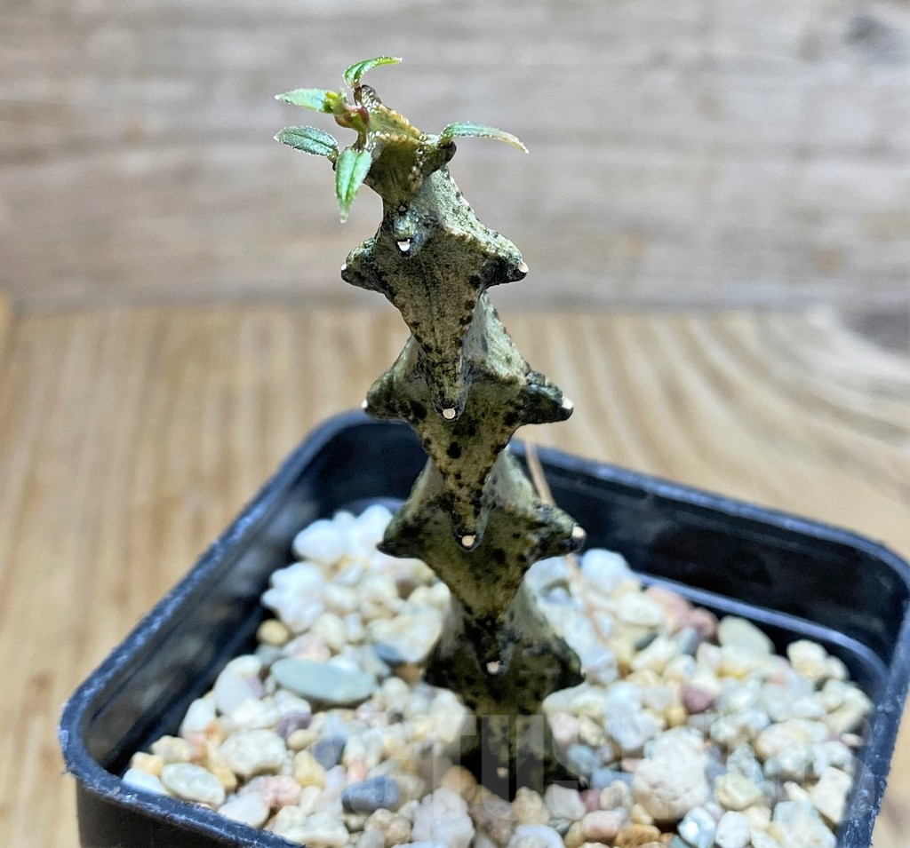 SHPR37675 Ceropegia armandii - immagine 2