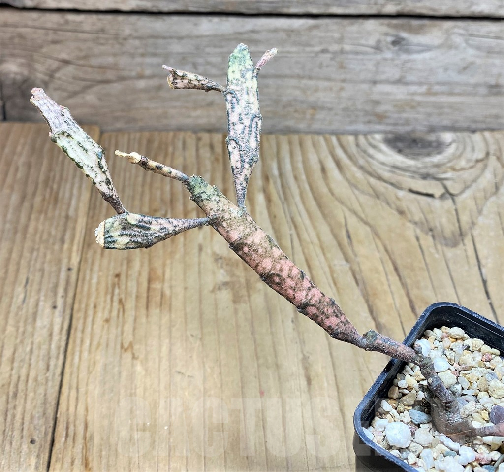 SHPR37676 Euphorbia platyclada - Image 2