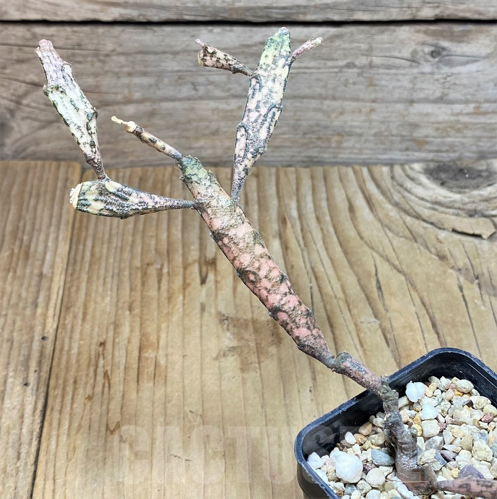 SHPR37676 Euphorbia platyclada