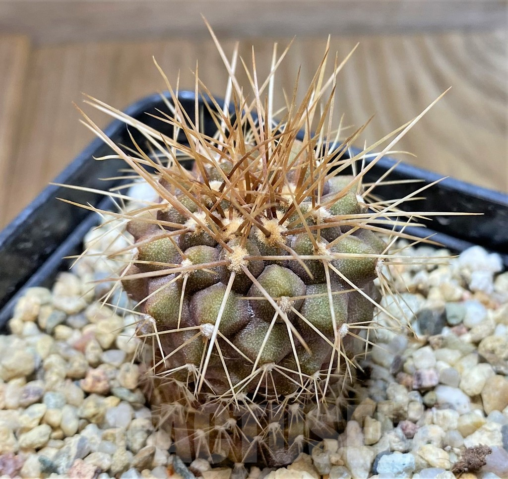 SHPR37655 Copiapoa gigantea -15km N. of Taltal-