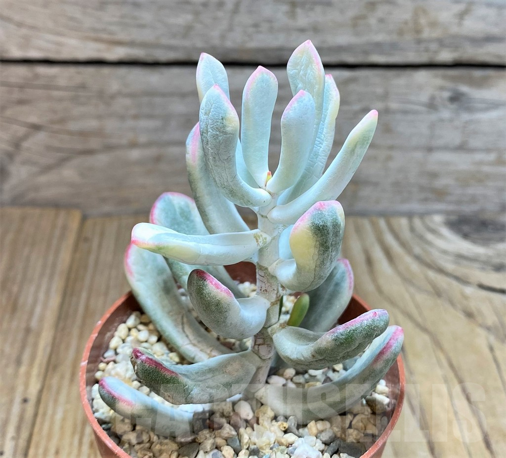 SHPR37677 Cotyledon orbiculata f. variegata, long leaf - Image 2