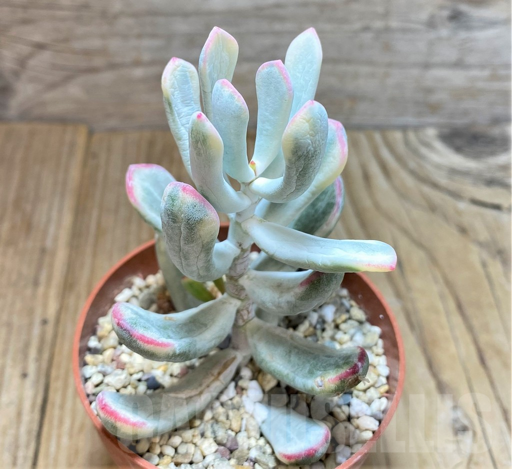 SHPR37677 Cotyledon orbiculata f. variegata, long leaf